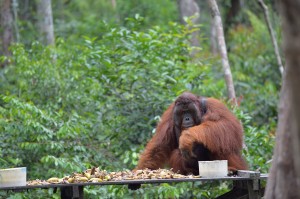 Trans Borneo Expedition 2014         